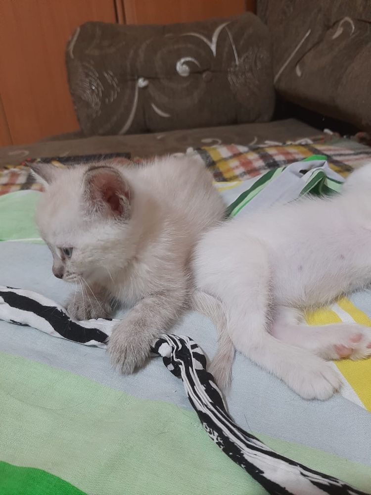 Котенок ищет дом!