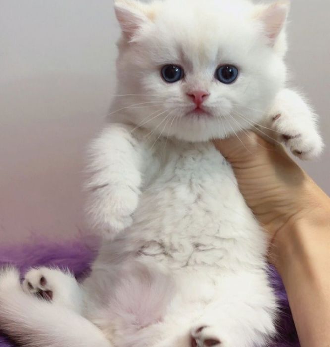 Привезные британцы !!