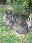 Maine coon cu pedigree