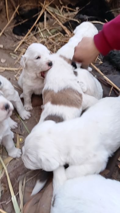 Chopon kuchuklar sotiladi