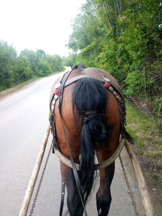 De vânzare iapa de 7 ani sau schimb cu cal