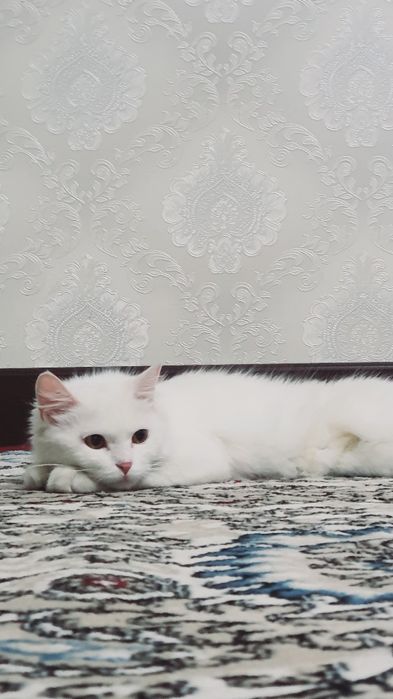 Mushuk Shotlanskiy straight