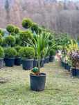 Plante Ornamentale Pentru Gradina ta