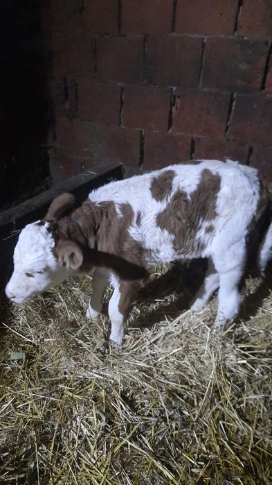 Vand vitea baltata romaneasca