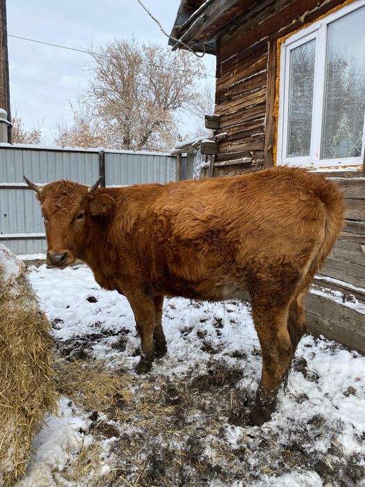Продам корову отелится в январе