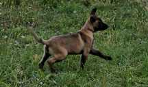 Ciobănesc belgian malinois cu pedigree