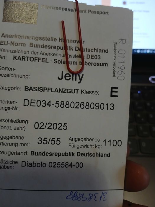 Cartofi samanta cl A