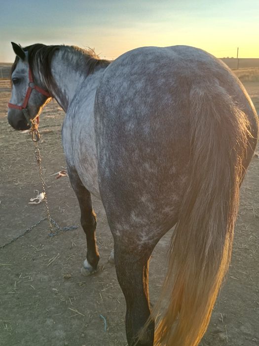 Vind harmasar de 6 ani cuminte