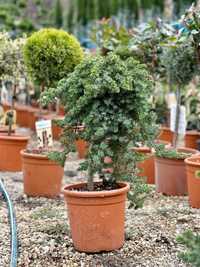Cedru  (Juniperus Conferta-Brevifolia) Plante