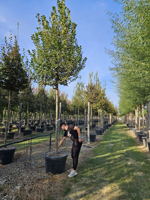 Tei Platan Frasin catalpa mesteacăn salcâm