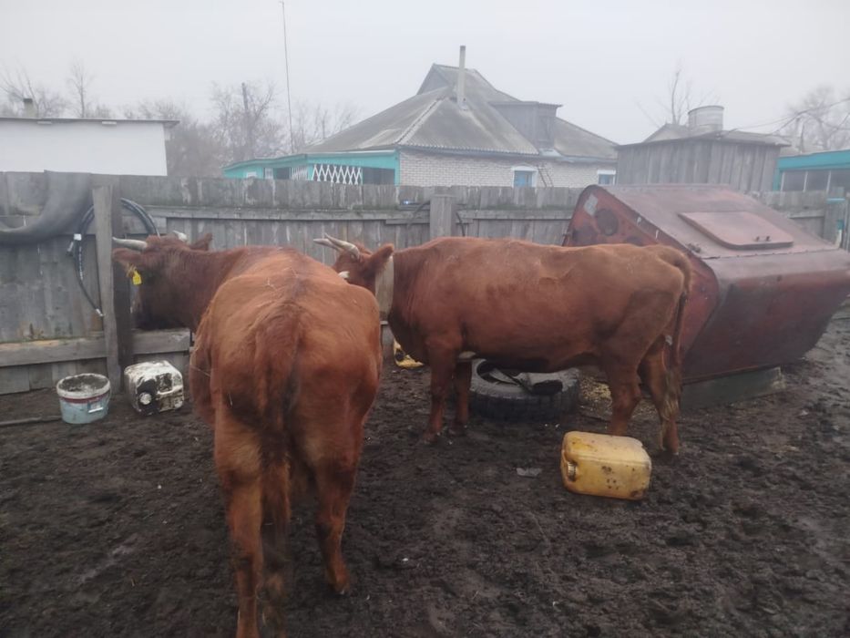 Продам корову …………………