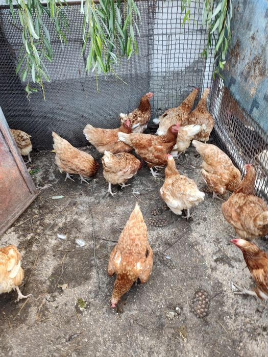 Vând ouă de găină