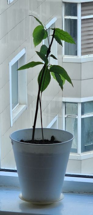 Дерево Авокадо - комнатное растение (цветок), вырастет большим