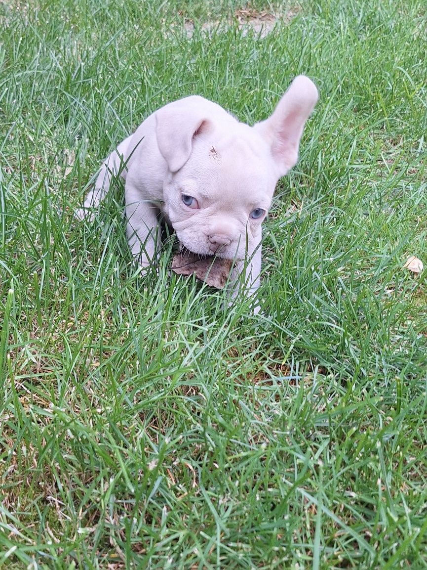 Bulldog francez.