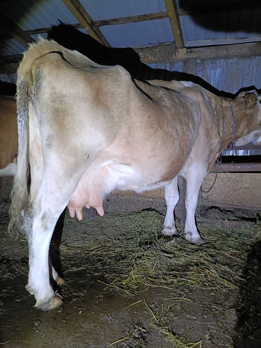 Vând vacă bună de lapte!!