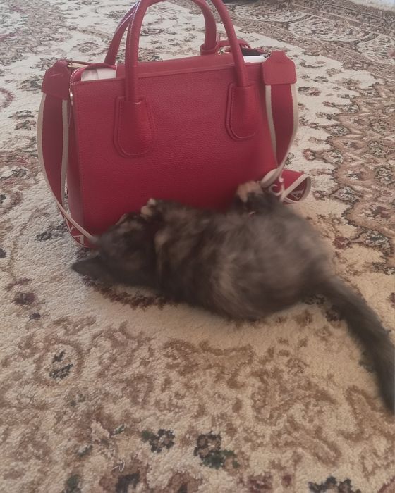 Мысык бар,құмға үйренген.