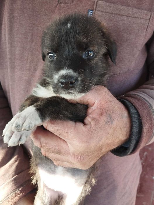 Отдам щенят в добрые руки