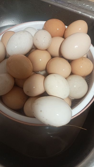 rate ratoi gaini si gaste