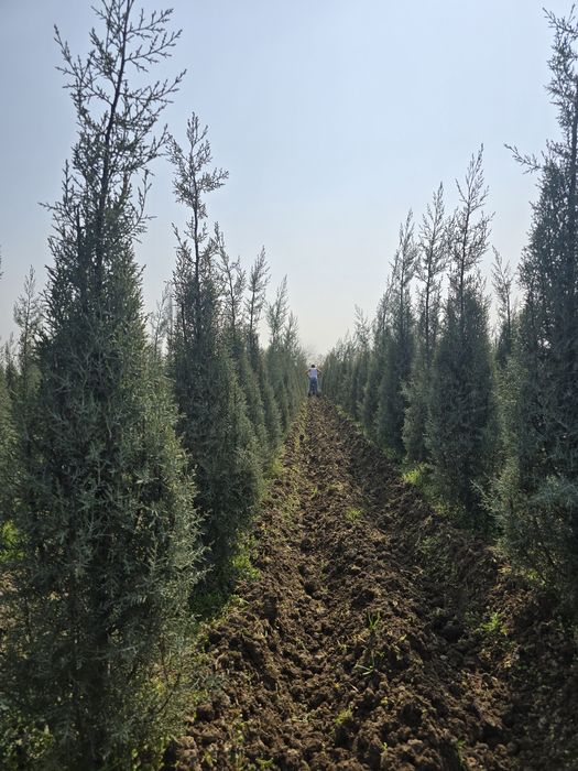 Кепарис аризоника ИТАЛИА