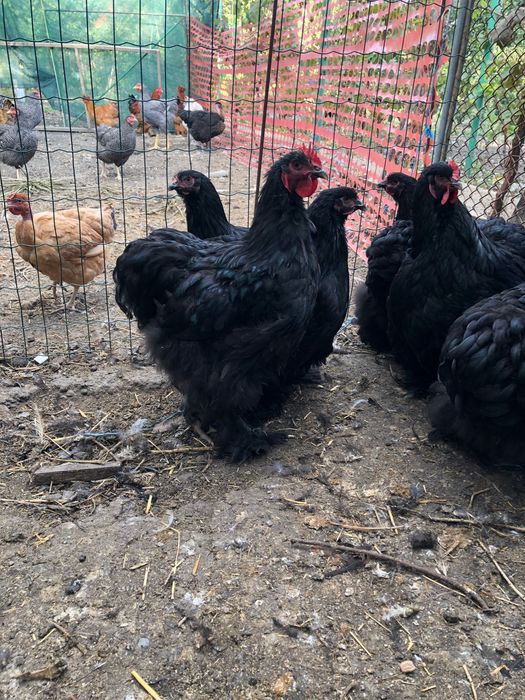 Vand cochinchina urias negru