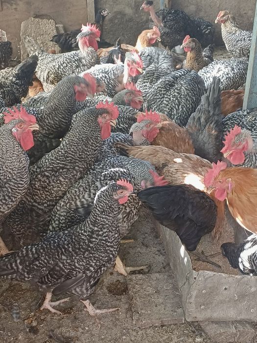 Vand cocosi si gaini de tară.