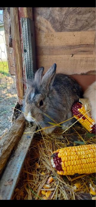 Vand iepuri de rasa cap de leu