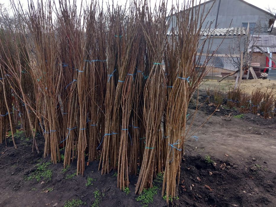 Vând pomi fructiferi si columnari anul 3