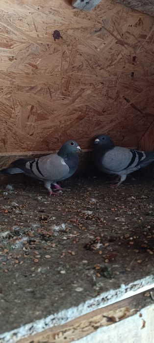 De vânzare porumbei voiajori