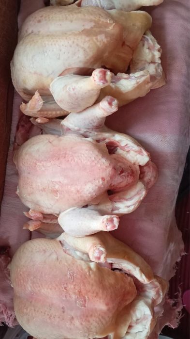 Домашние куры бройлеры