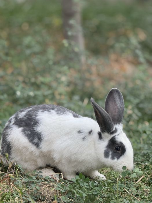 Кролики продаются