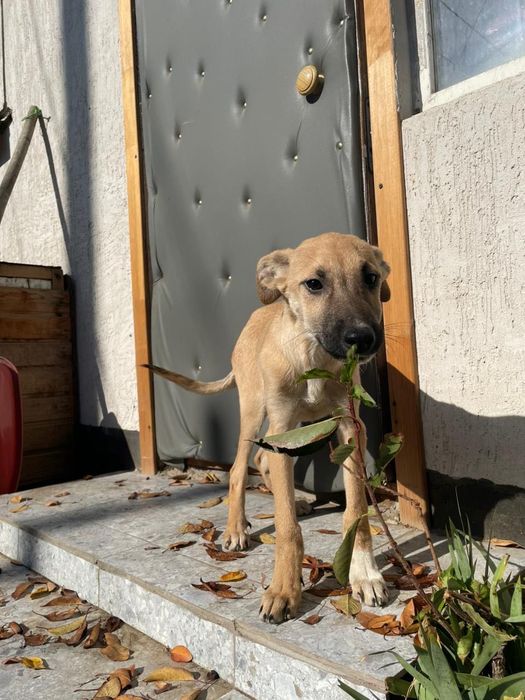 Мальчик помесь с тазы ( мама) ищет дом !