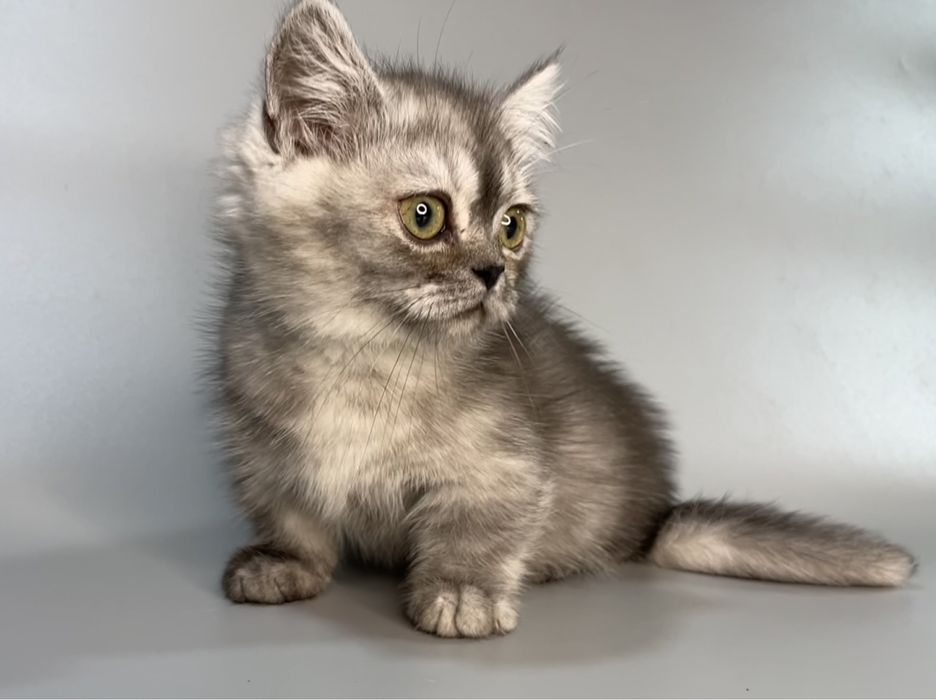 Продажа,порода манчкины.