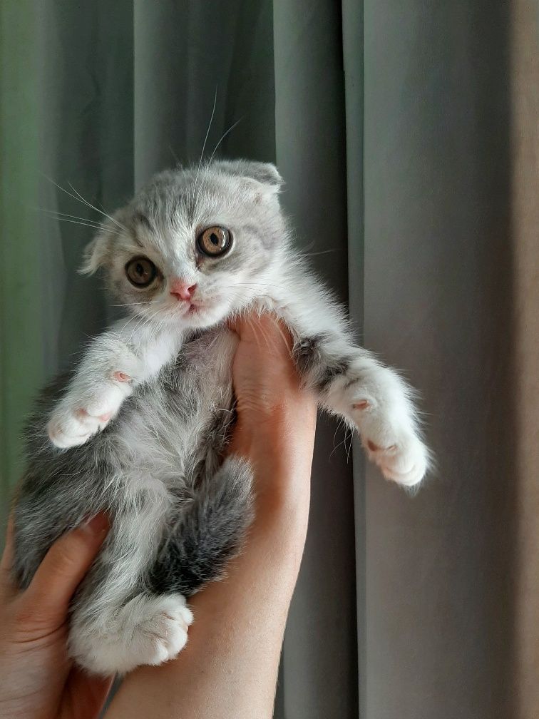 Продаю в добрые руки