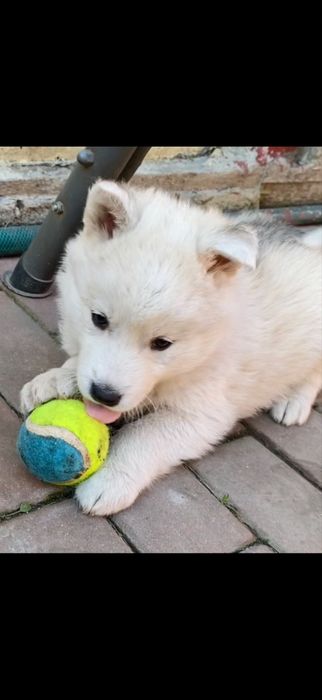 Puiut husky siberian