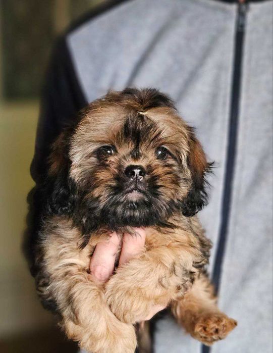 Fată fermecătoare de vânzare