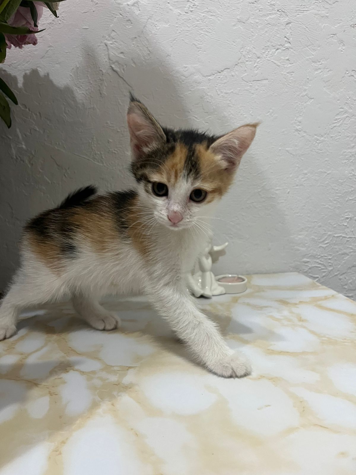 Котенок милашка девачка