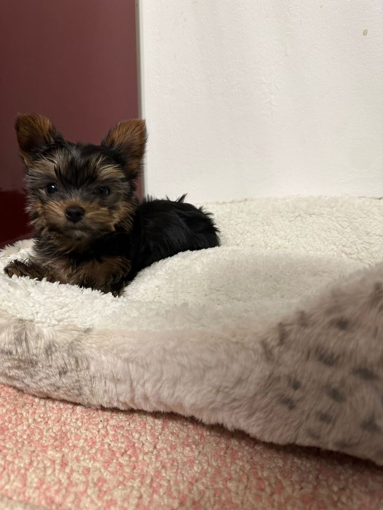 Puiut yorkshire terrier calitate