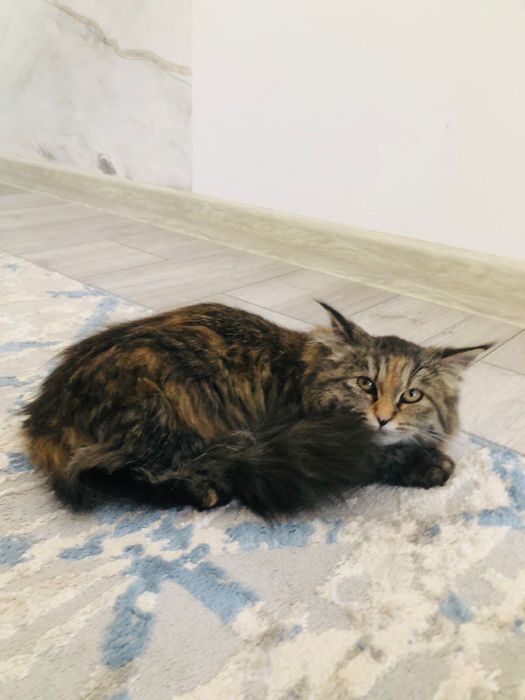 себирский длинношорстный кот