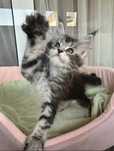 Maine Coon cu pedigree