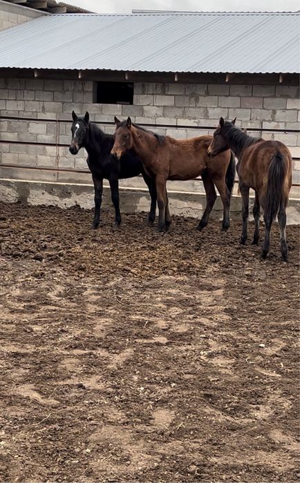 Еркек Тай кравленый