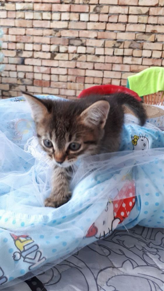 Котята в добрые руки!