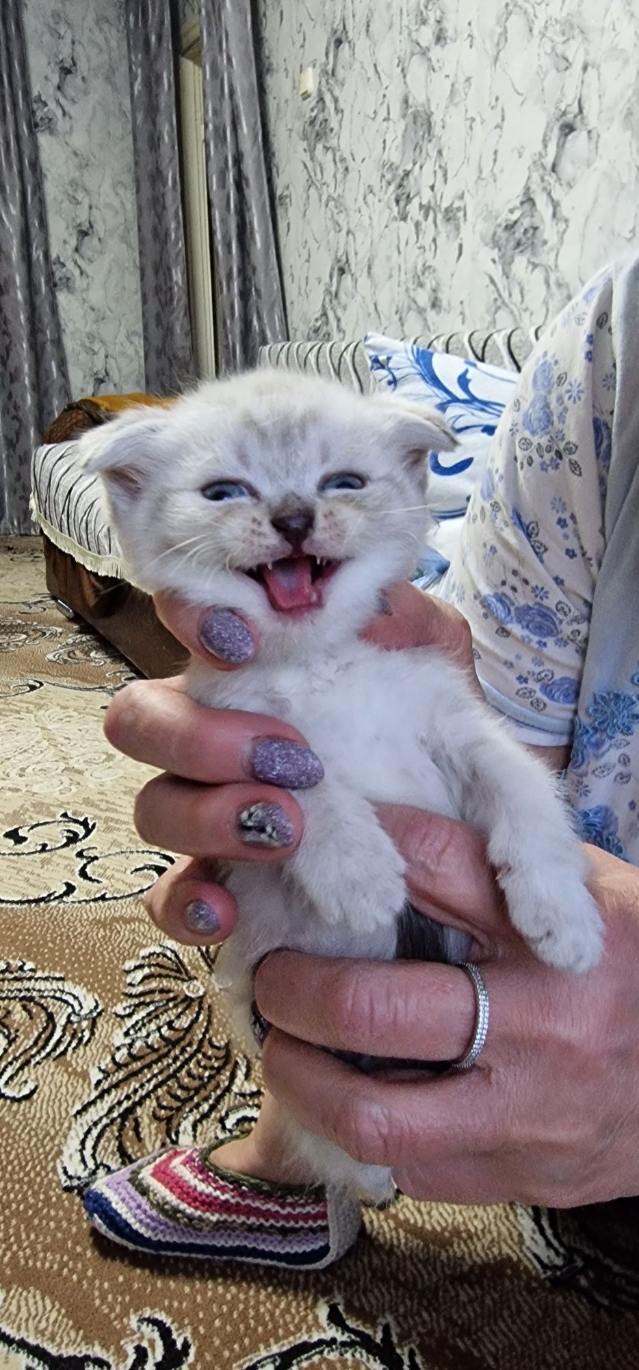 Вислоухий шотландец на вязку