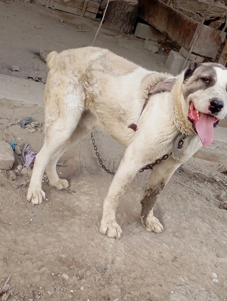 Kuchuk alabay tozza qon
