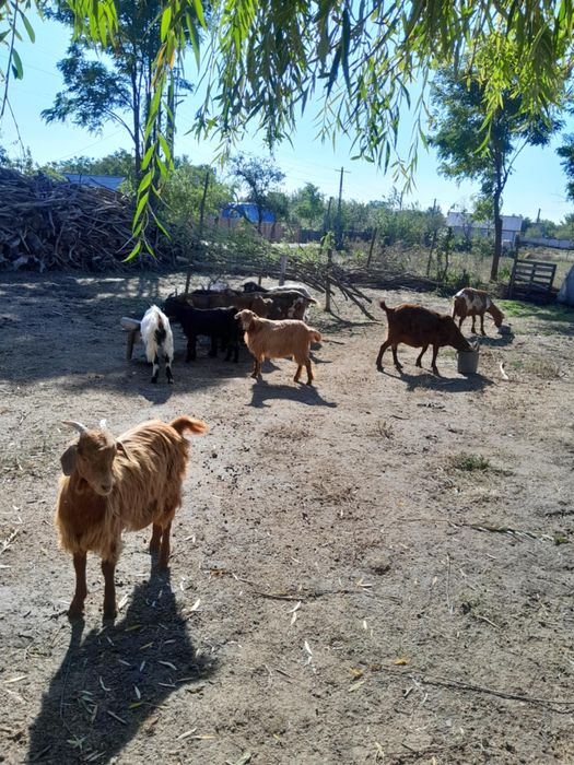Vand 6 capre,5 iede si 1 țap