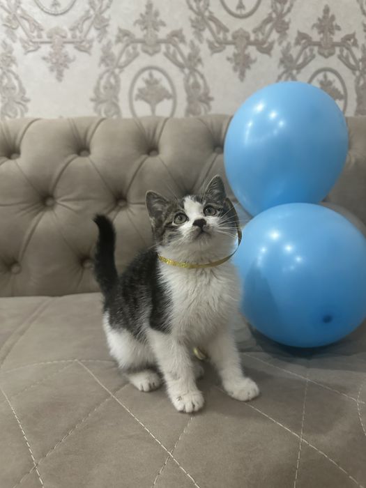 Отдам даром в добрые руки