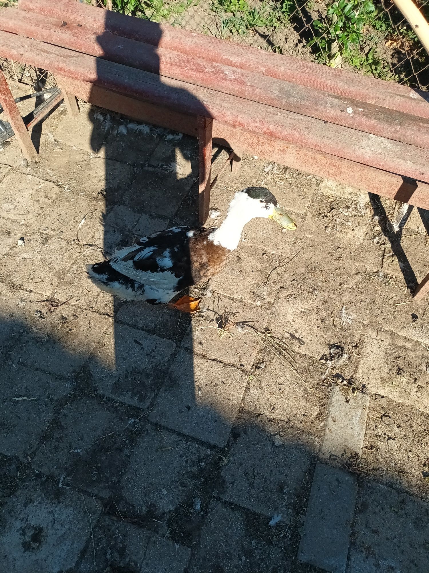 Rațe de anu trecut
