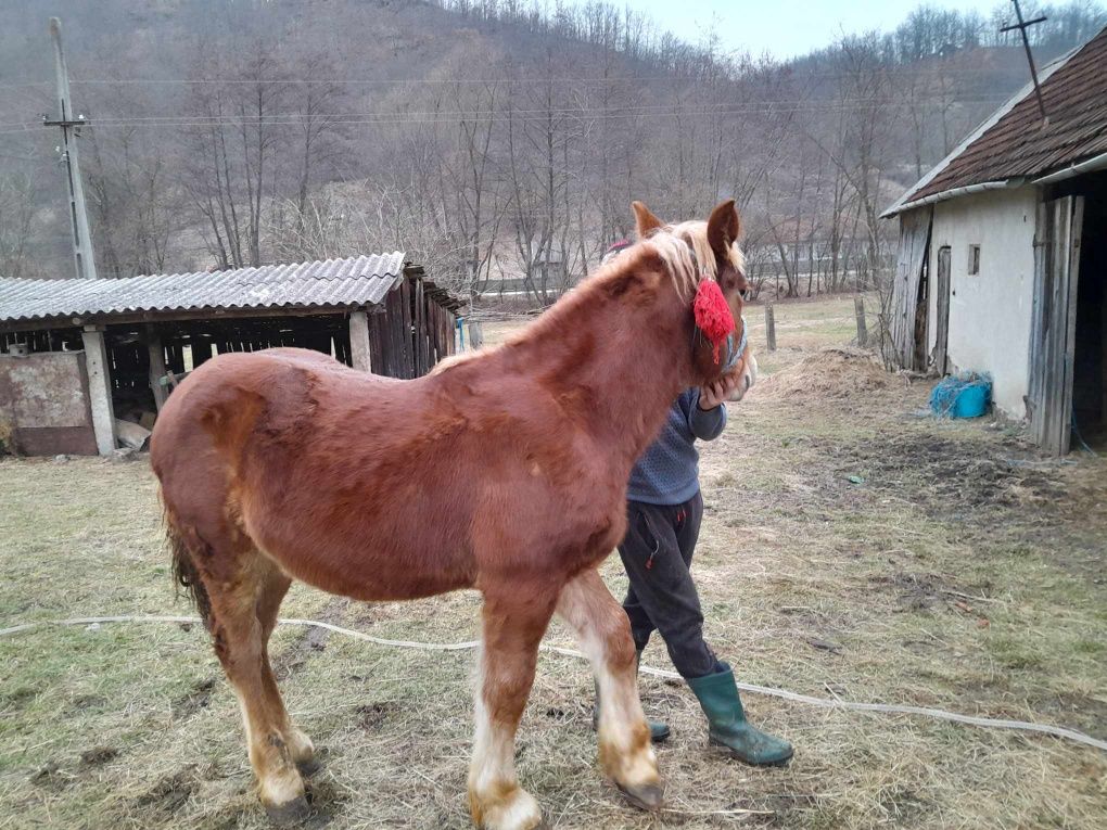 Vaca și cal de vânzare