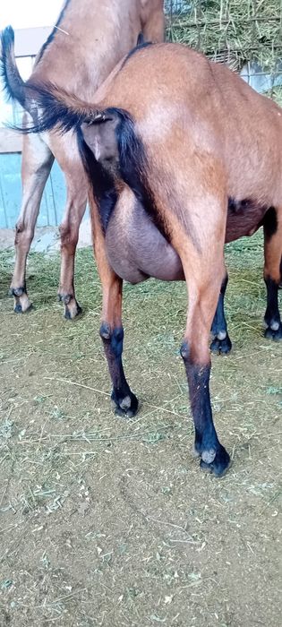 De vanzare capre si Țap