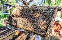 Vind 6-7  familii de albine puternice