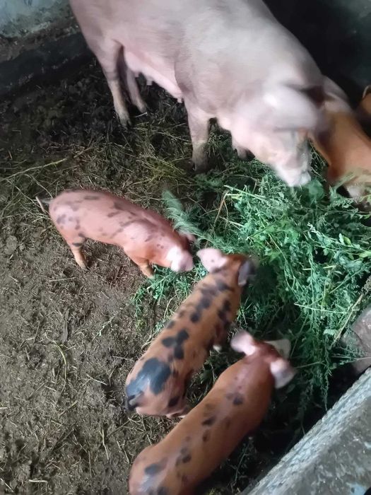 малки прасенца дюрок